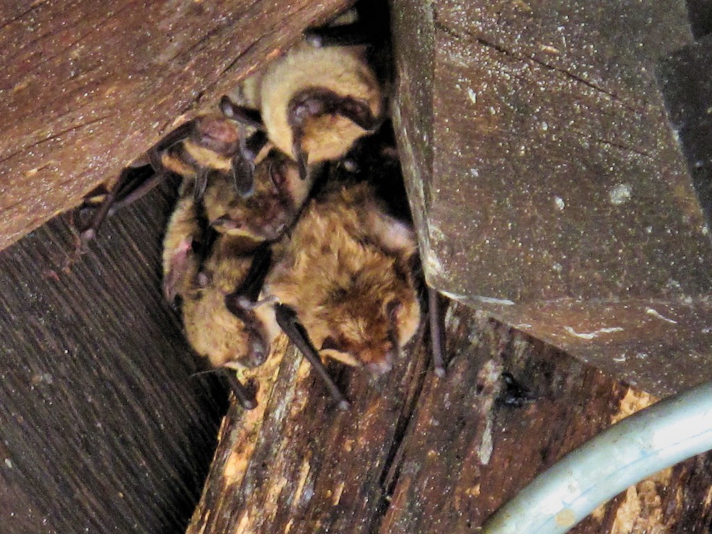 Bats in the Boathouse