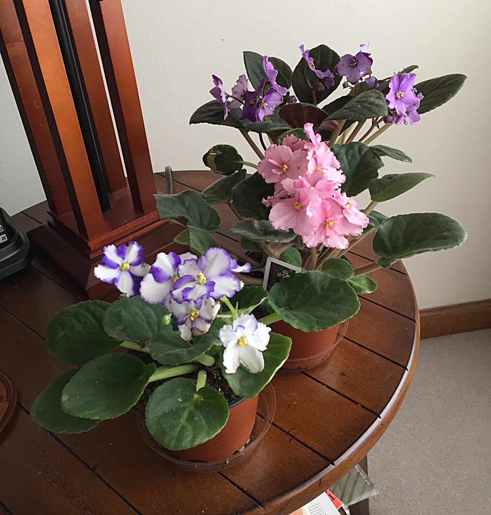 While I was recuperating from surgery, John brought me some African violets to tend.